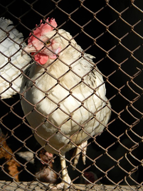 保健服务 保健服务